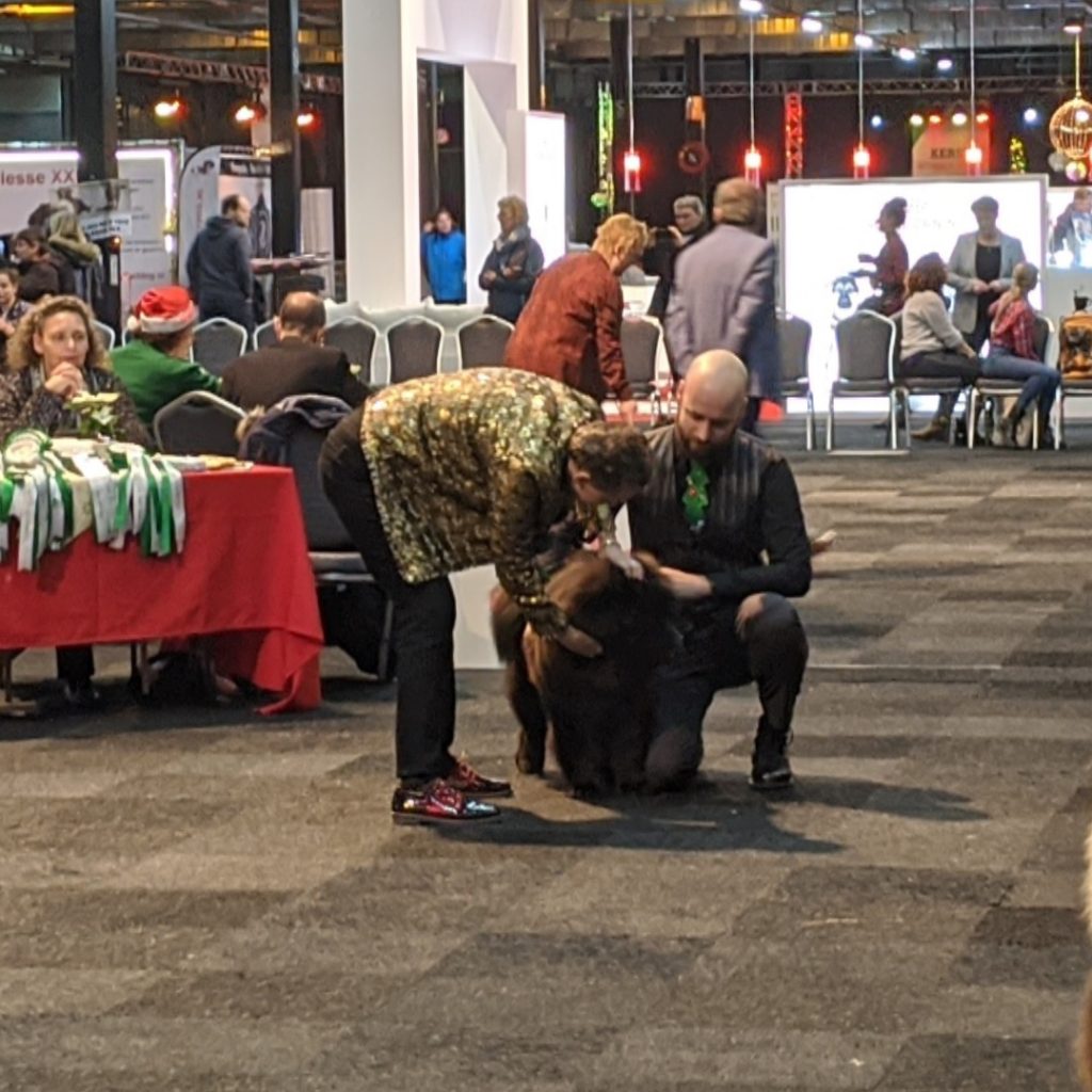 Keurmeester Jos Dekker keurt Thor in de ring op de Kerst Winner Show in Gorinchem, 2019.