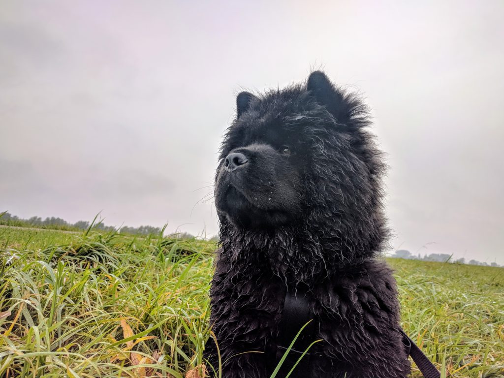 Thor staart in de verte. Thor is hier nog maar enkele maanden oud.