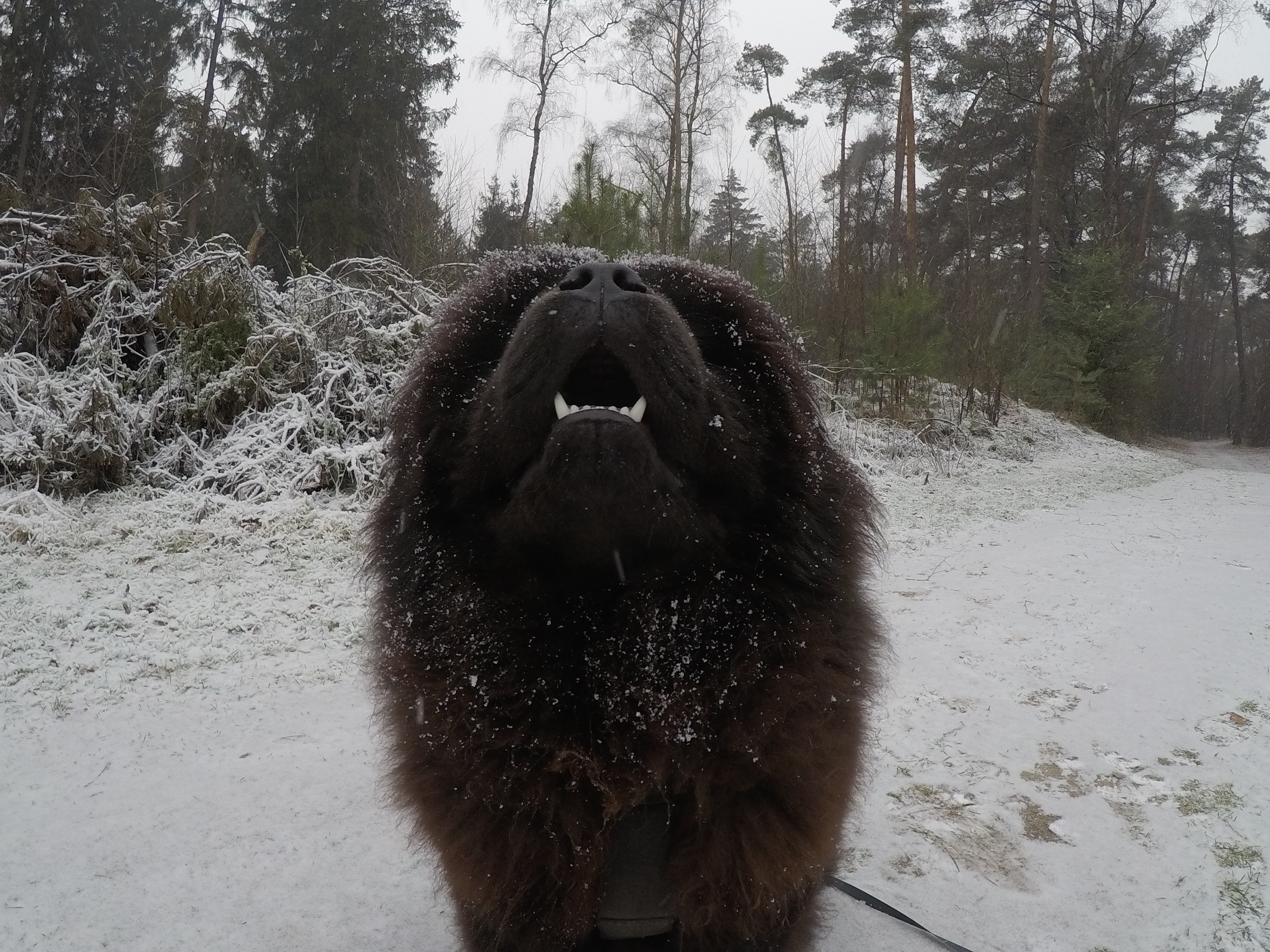 Thor hapt de sneeuwvlokjes uit de lucht.