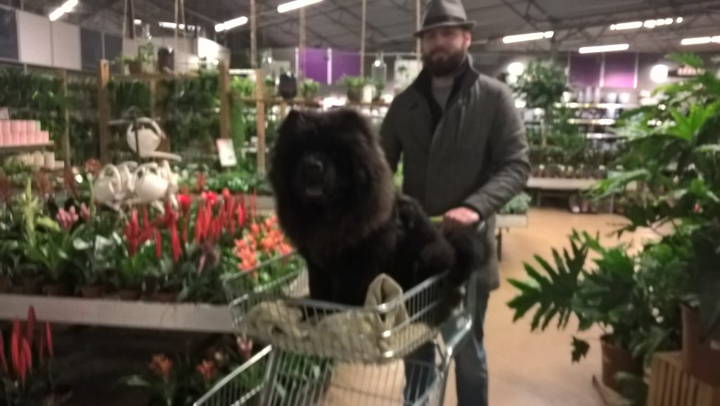 Thor in een winkelwagen in de Intratuin.